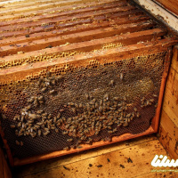 خلاصه مقاله: بررسی تنوع ژنتیکی باکتری‌های لاکتوباسیلوس جدا شده از زنبورعسل کوچک Apis florea Fabricius در اقلیم‌های مختلف ایران