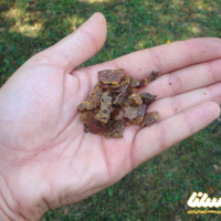 چطور از بره موم برای ضدعفونی کردن استفاده کنیم