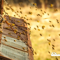 خلاصه مقاله: اثر گرده گل بر روی عملکرد رشد و سیستم ایمنی جوجه‌های گوشتی سویه راس 308