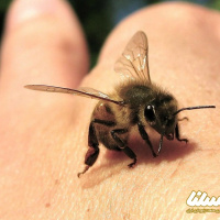 چقدر در مورد ملیتین ماده اصلی تشکیل دهنده زهر زنبور اطلاعات دارید؟