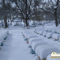برف زمستانی، کندوهای زنبور عسل در خلخال را سفیدپوش کرد
