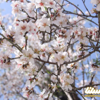عسل بادام؛ یک خوشمزه دوست داشتنی