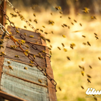 نکات طلایی که باید قبل از مصرف زهر زنبور عسل بدانید