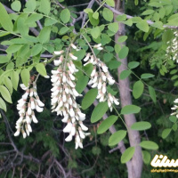 چقدر عسل اقاقیا را می شناسید؟
