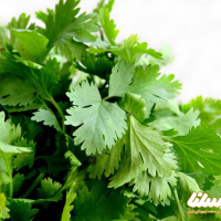عسل گشنیز را بیشتر بشناسیم