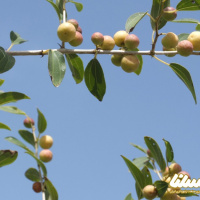 چقدر در مورد عسل کنار اطلاعات دارید؟