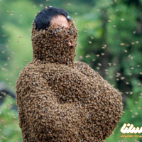 رکوردهای عجیب پوشاندن بدن با زنبورها