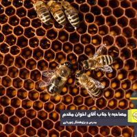 «تفرق صفات» سبب تفاوت بازده زنبورها شده است