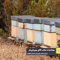 لزوم تعیین متولی واحد دولتی برای صنعت زنبورداری/ تولیدکنندگان عسل میان 4 سازمان حیران مانده‌اند