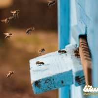 حواس چندگانه زنبور عسل؛ اعجازی در خلق حشره ای شگفت انگیز