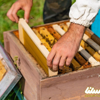 اشتغال ۶۲۴ مورد مددجوی کمیته امداد فارس در زنبورداری