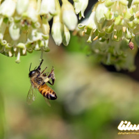 آشنایی با خانواده زنبور عسل اروپایی