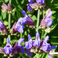کمی بیشتر در مورد گیاه و عسل مریم گلی بدانیم