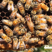 ویژگی های خاص ملکه زنبور عسل را بشناسید
