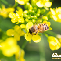 حقایقی جالب در مورد گشت زنی زنبور کارگر