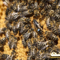 وبینار آشنایی مقدماتی با داروسازان بالدار، زنبورها