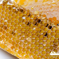 تولید عسل در خلخال 20 درصد افزایش یافت