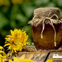 تولید سالانه ۹۰۰ تن عسل در قزوین وآغاز برداشت عسل در بشاگرد