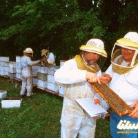 روش های ساده اما کاربردی آموزش زنبورداری