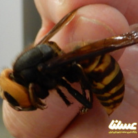  خطر زنبور قرمز قاتل آسیایی در کمین زنبورهای عسل آمریکا
