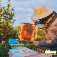 تجاری‌سازی ملکه زنبور عسل در بندرگز و استفاده از جلبک برای غذای زنبورها