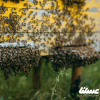 وظیفه زنبورداران در مواجهه با بچه دادن کندو چیست؟