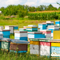 استقرار ۴۵ هزار کندوی عسل در مناطق ییلاقی شاهین‌دژ