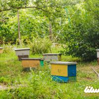 جایگاه سومی اصفهان در تولید عسل در کشور و پیشگامی نجف آباد در صنعت زنبورداری