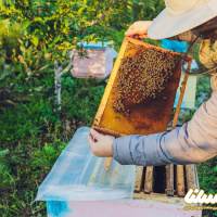 چهارمحال و بختیاری؛ سرزمینی رویایی برای زنبورهای عسل