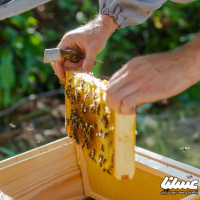 پیش بینی برداشت ۱۲۵ تن عسل در شهرستان بهار
