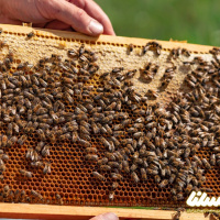 ملکه‌های قاچاق و بحران جدی در اصلاح نژاد زنبور عسل کشور