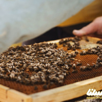 کاهش ۴۰ درصدی تولید عسل در مهاباد