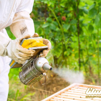 گزارش ویدئویی: پیش بینی برداشت ۵۰تُن عسل در سبزوار