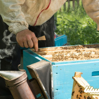 تولید 2 هزار و 700 هزار تن عسل در لرستان | فعالیت 3 هزار زنبور دار در استان