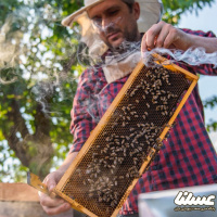 تعداد کلنی‌های تولید عسل در تایباد افزایش یافت
