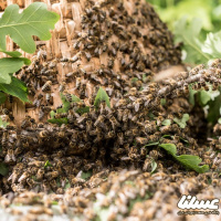 توزیع بیش از ۳ میلیون زنبور براکون در مزارع کرمانشاه
