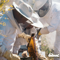 زنبورداران کاشانی از نبود خدمات بیمه‌ای و دامپزشک رنج می‌برند
