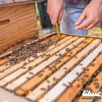 زنبورداران مشهدی در راه توسعه تولید ژل رویال هستند