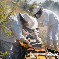 تولید بیش از ۲۱ هزار تن عسل در آذربایجان غربی