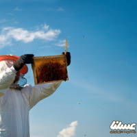 عسل، شفابخش است حتی برای اقتصاد