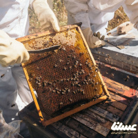 تولید بیش از ۳۰ تن عسل در ارسنجان