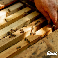 ۶۵ زنبورستان در اسلام آبادغرب فعال است
