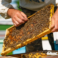 تا پایان امسال 600 تن عسل کنار در قیروکارزین تولید می شود