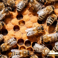نتایج جدیدترین تحقیقات: زهر زنبور عسل دارویی مؤثر برای درمان سرطان سینه