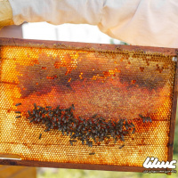 تولید 1100 تن عسل در تبریز