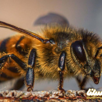 معجزه درمان سرطان سینه با نیش زنبور عسل