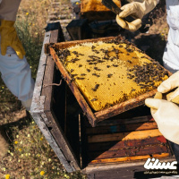 آذربایجان غربی رکوردار تولید عسل در کشور