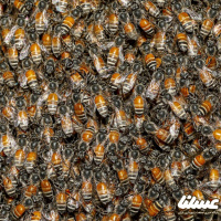 تخریب کندو‌های عسل وحشی ممنوع است