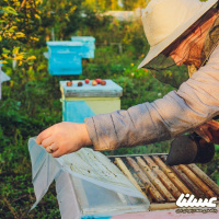 رشد زنبورستان ها در کردستان؛ خبرهای خوبی برای زنبورداری کردستان در راه است