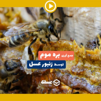 ویدئو: روش جمع آوری بره موم توسط زنبور عسل